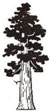 Sequoia_tree